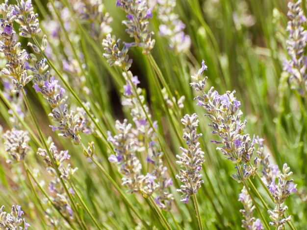 Fazenda de lavanda em Palisade, Colorado.