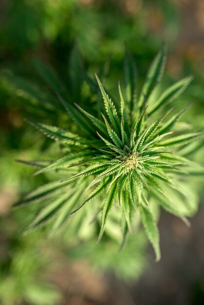 fazenda de maconha