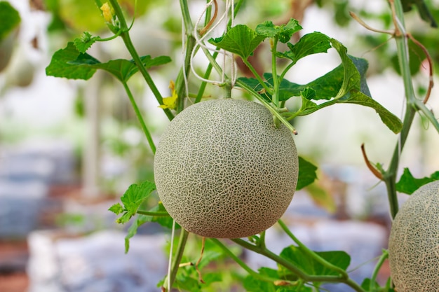 Fazenda de melão cantalupo japonês