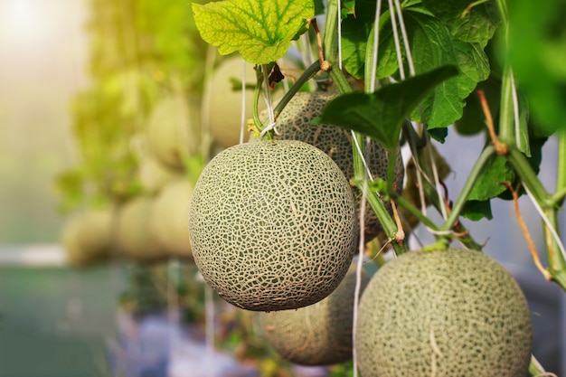 Fazenda de melão cantalupo japonês