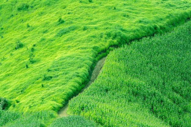 Fazenda de milho na colina com céu azul e fundo por do sol