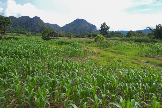 Fazenda de milho verde