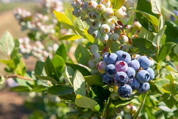 Fazenda de mirtilo com cacho de frutas maduras na árvore durante a época de colheita na história de colheita de mirtilo de Izmir Turquia