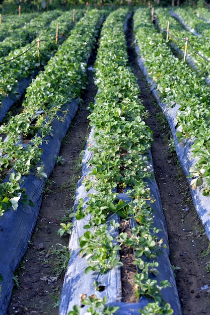 Fazenda de morango de cultivo.