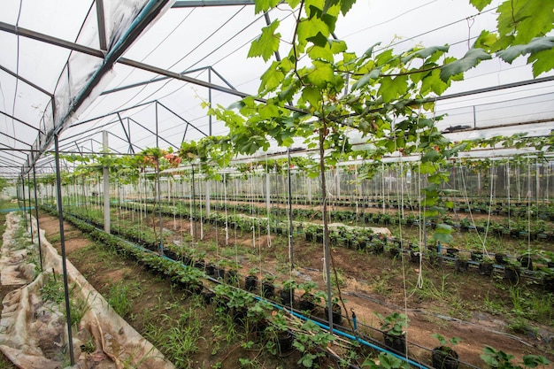 Fazenda de morango em Uthai Thani, Tailândia