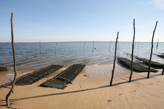 fazenda de ostras na vila de Arcachon bay cap furão