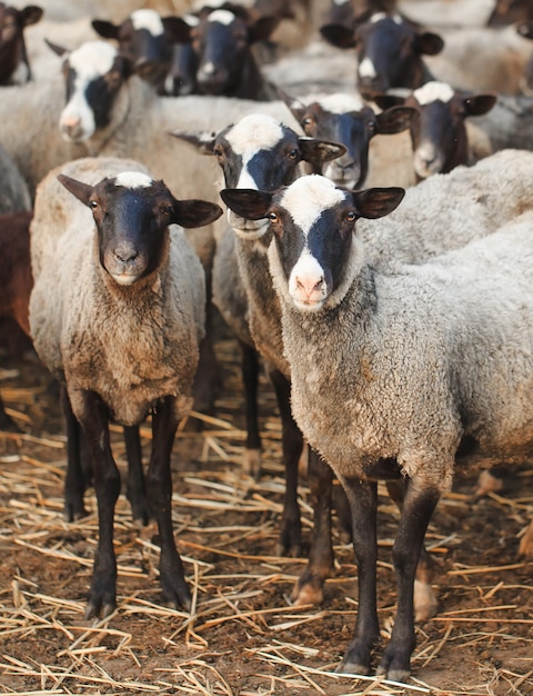 Fazenda de ovelhas. Grupo de animais domésticos de ovelhas.