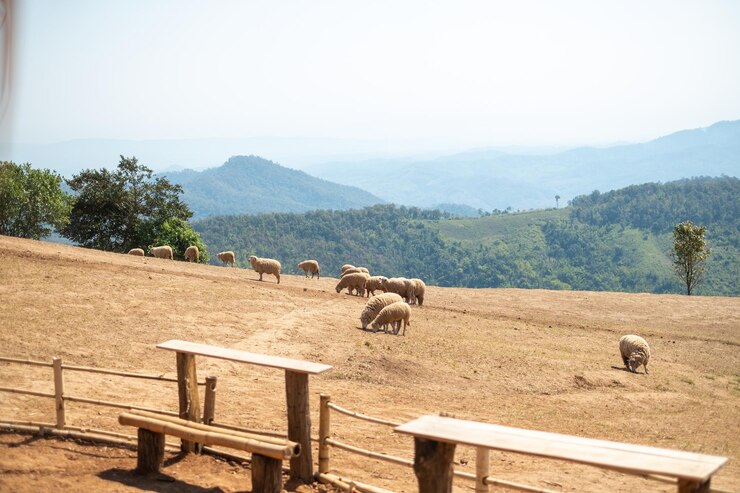 Foto fazenda de ovelhas na colina doi chang chiang rai tailandesa