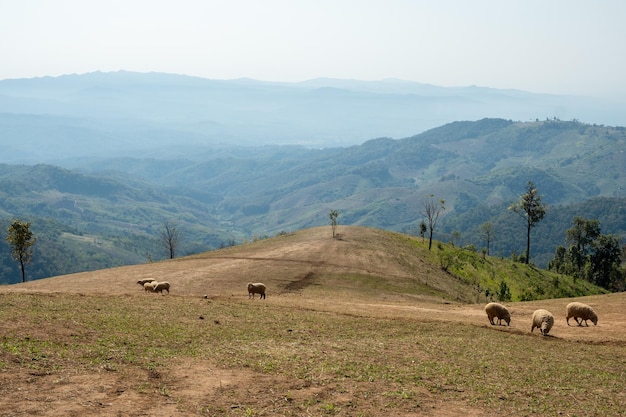 Fazenda de ovelhas na colina Doi Chang Chiang Rai Tailândia