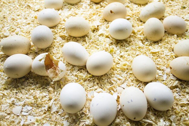 Fazenda de ovos naturais