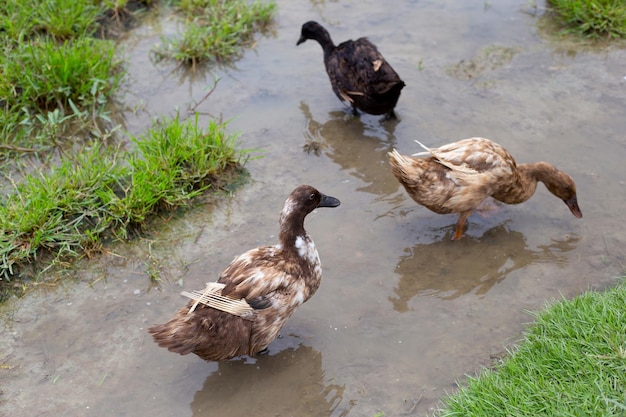 Fazenda de patos ao ar livre Pato orgânico natural