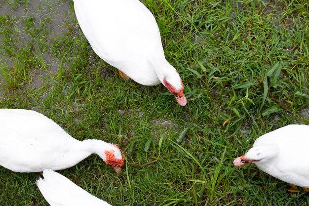 Fazenda de patos ao ar livre Pato orgânico natural