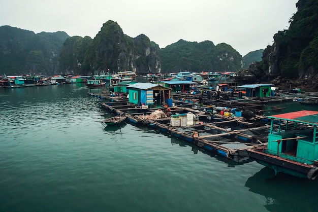 Fazenda de peixes flutuantes em ha long bay vietnã produção de peixes e mariscos no mar