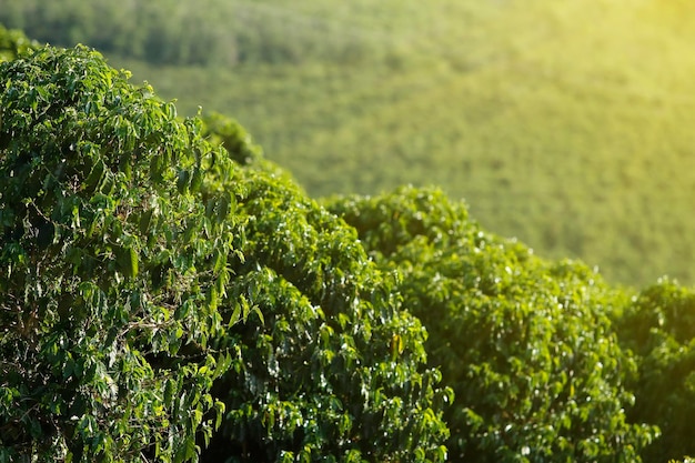 Fazenda de plantação de café no Brasil em foco seletivo