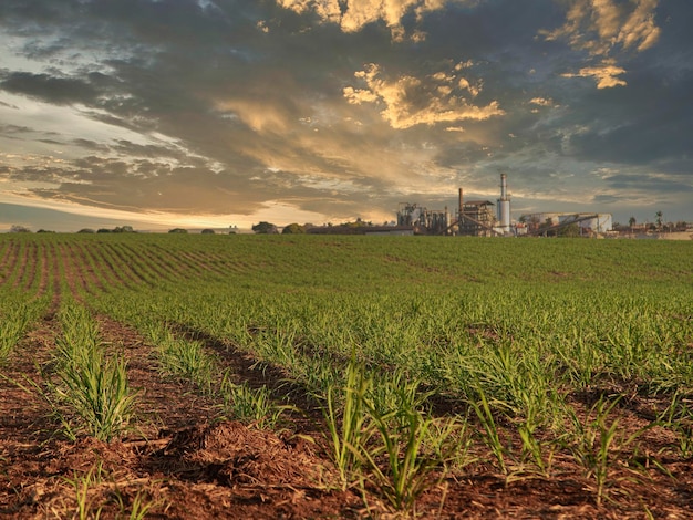 Fazenda de plantação de cana-de-açúcar ao pôr do sol usine ao fundo