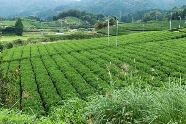 Fazenda de plantação de chá