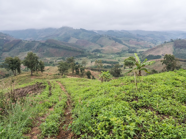 Fazenda de plantação local.