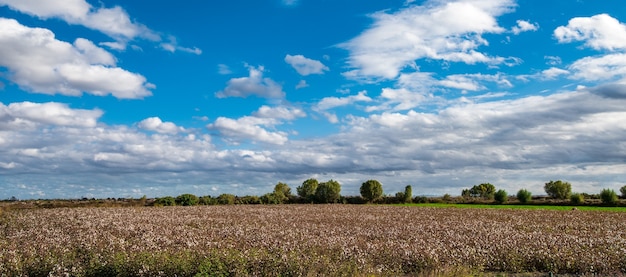 Fazenda de plantações de algodão