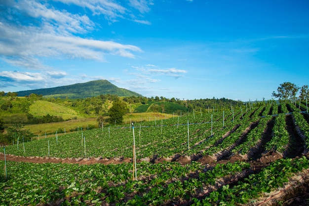 Fazenda de plantas de morango na plantação de morangos frescos colina