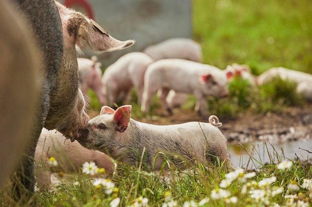 Fazenda de porcos ecológica no campo na Dinamarca Sova beija um porquinho