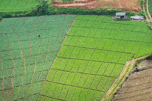 Fazenda de repolho em phu tub berk.