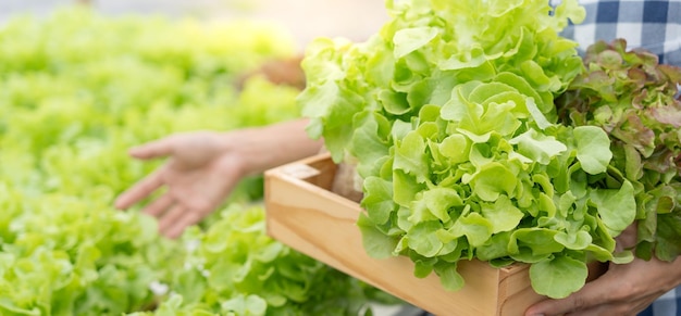 Fazenda de saladas de agricultura orgânica Os agricultores colhem legumes para salada em caixas de madeira