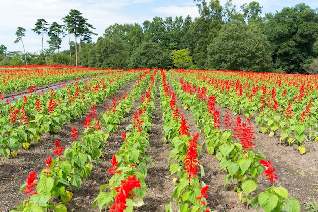 fazenda de sálvia