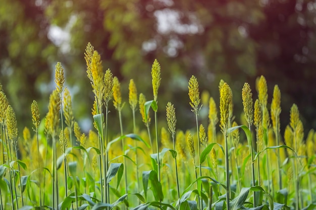 Fazenda de sorgo na Índia