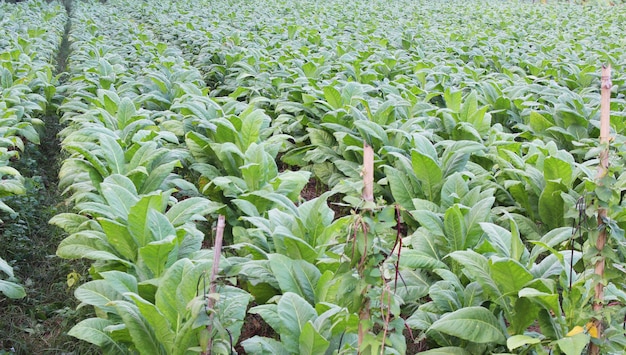 Fazenda de tabaco