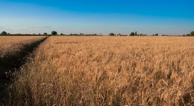 fazenda de trigo