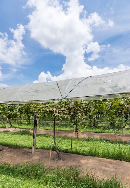 Fazenda de uva local