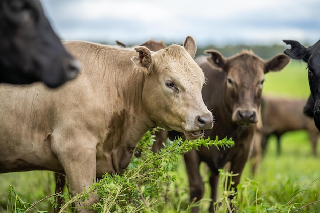 Fazenda de vacas agrícolas sustentáveis em um campo vacas de corte em um campo rebanho de gado pastando na grama em uma fazenda vaca africana produção de alimentos regenerativos saudáveis