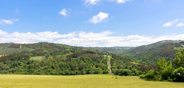 Fazenda de vacas e touros pastando