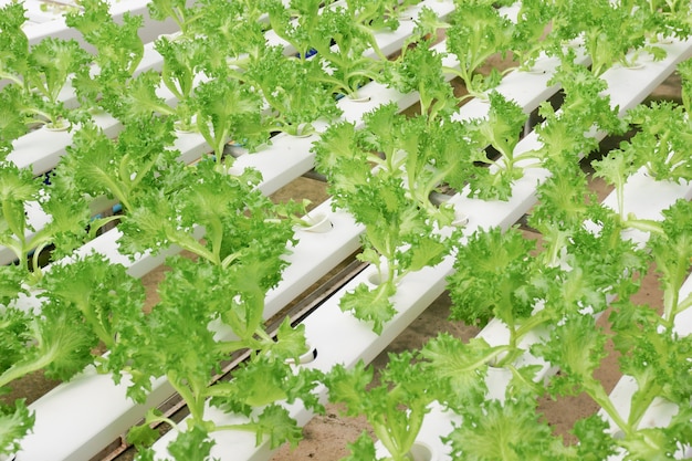 Fazenda de vegetal hidropônica orgânica crescendo em estufa