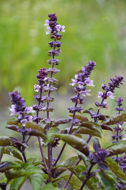 fazenda ecológica de manjericão roxo