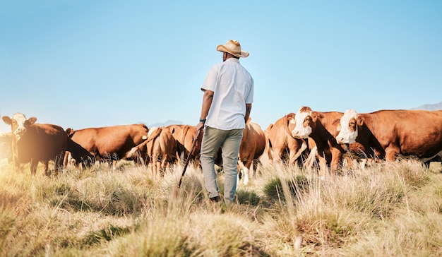 Fazenda homem negro e vaca agricultura e pecuária sustentabilidade e agronegócio no campo com costas Agricultor com campo missionário e ambiente industrial com rebanho de gado e animais ao ar livre