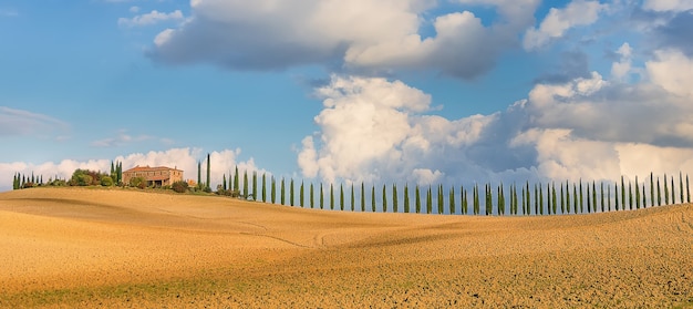 Fazenda italiana típica com beco de ciprestes e campos de trigo e cevada em Siena, Toscana, Itália