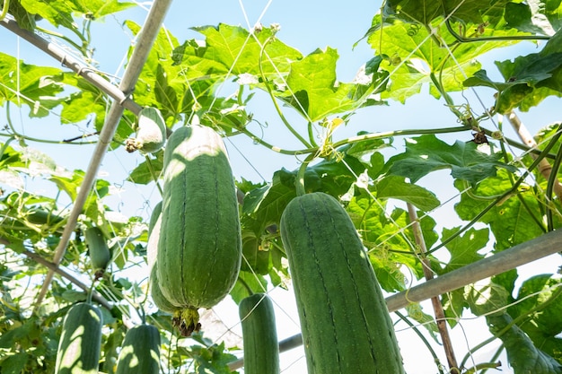 Fazenda Loofah durante o dia em Nantou, Taiwan