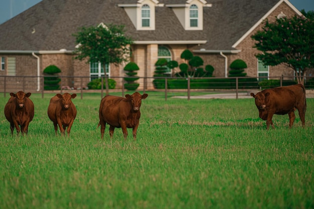 Fazenda moderna vacas de ordenha de vacas vacas comendo feno de luzerna conceito de leite de vacas frescas