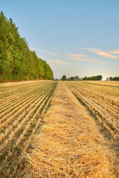 Fazenda natural e campo de trigo para colheita com linhas para agricultura agrícola e colheitas no campo Fundo de prados paisagísticos e crescimento de grãos de cevada ou centeio em ambiente natural