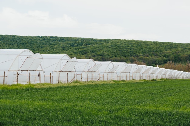 Fazenda orgânica na zona rural com estufas