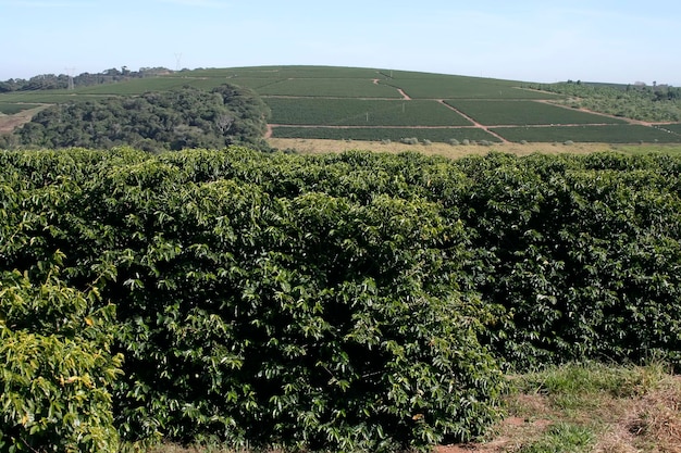 Fazenda plantação de café no Brasil