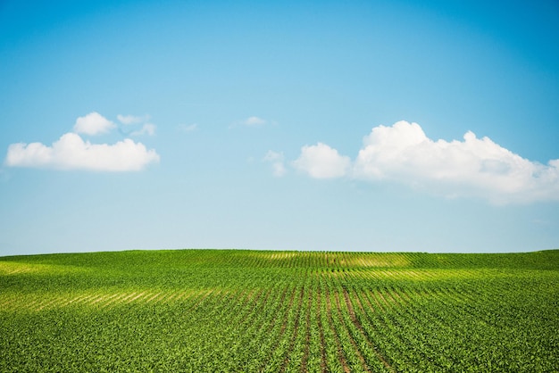 Fazenda verde colinas nos campos e céu azul