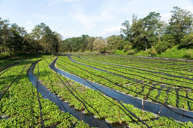 fazenda Wasabi