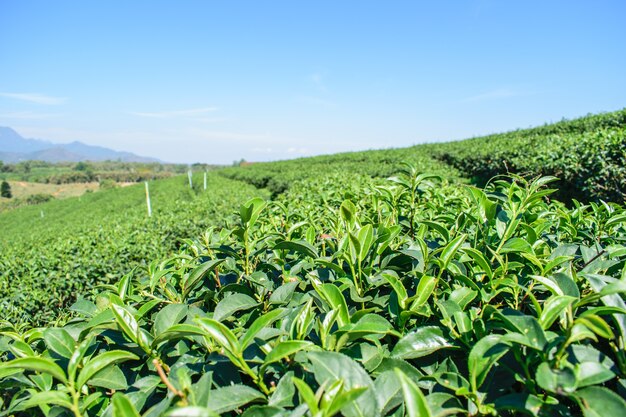 Foto fazendas de chá verde orgânico em planaltos na zona rural da tailândia