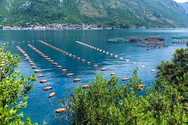 Fazendas de Montenegro para o cultivo de mexilhões de ostras