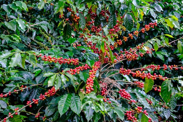 Fazendas de plantação de café vermelho cru