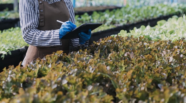 Fazendeira trabalhando cedo na fazenda segurando cesta de madeira de legumes frescos e tabletx9