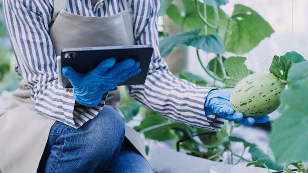 Fazendeira trabalhando cedo na fazenda segurando cesta de madeira de legumes frescos e tabletx9