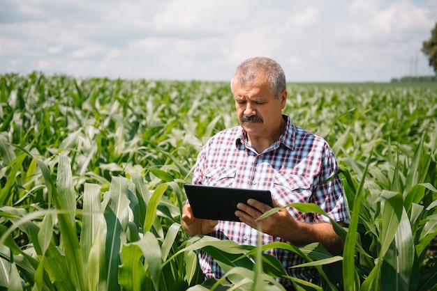 Fazendeiro adulto verificando plantas em sua fazenda. agrônomo segura tablet no campo de milho e examinando safras. conceito de agronegócio. engenheiro agrônomo em um campo de milho com um tablet.